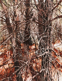 Huile sur toile, 116 x 89 cm Huile sur toile, 116 x 89 cm